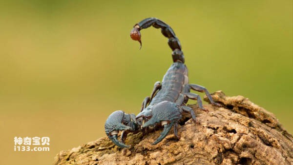 世界十大毒蝎子排名，以色列杀人蝎位列榜首