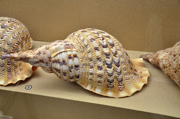 世界十大最好看的贝壳排名,你见过几种?