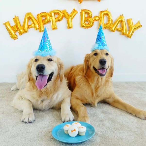 庆祝狗狗生日的10种方法