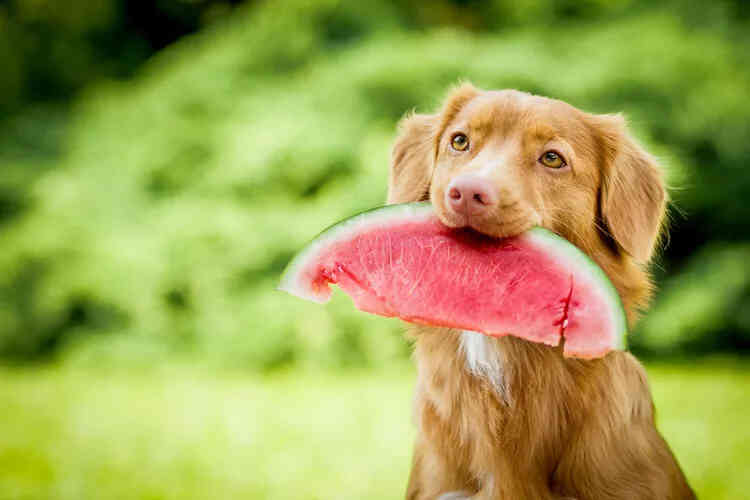 狗可以吃什么水果？