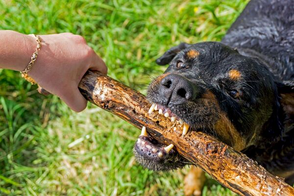 遇到烈性犬怎么办？