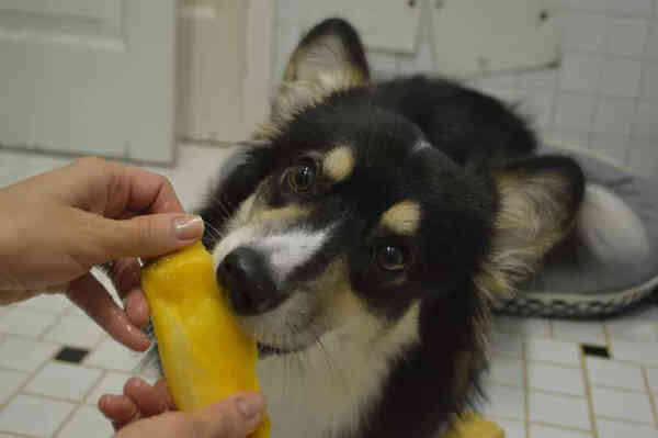 狗可以吃芒果吗？
