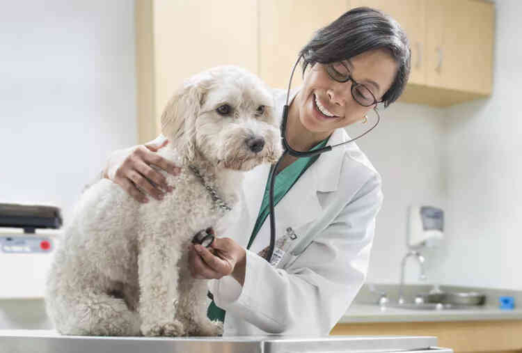 狗的心脏杂音原因、治疗和预防