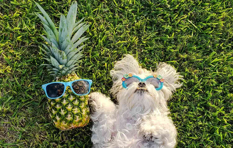 狗可以吃菠萝吗？