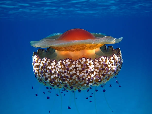 世界十大最美水母
