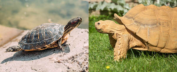 陆龟和水龟怎么区分