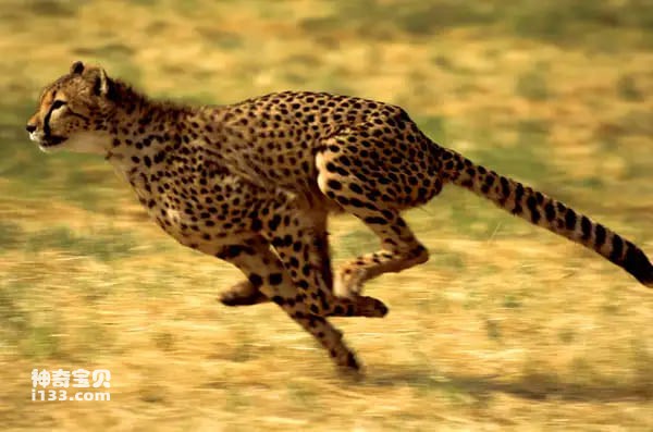 地球上跑得最快的动物