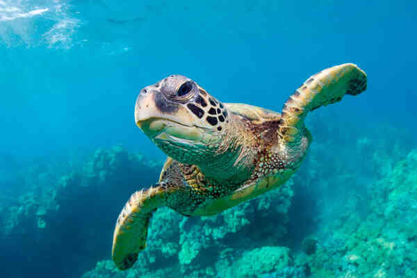 海龟的寿命有多长(其长寿背后的科学原理)