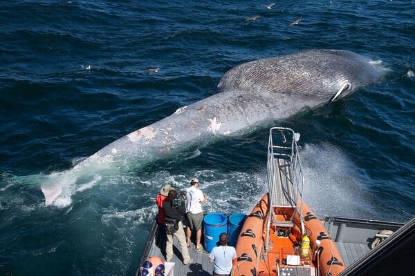 世界上十大体型最大的鲸鱼，我猜你只知道蓝鲸