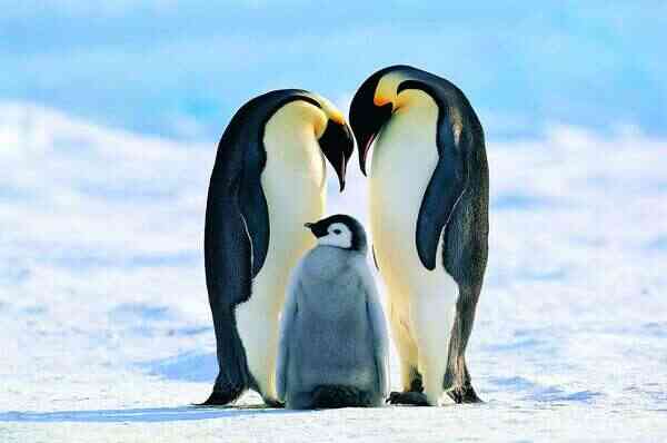 世界十大企鹅种类，看看你了解多少