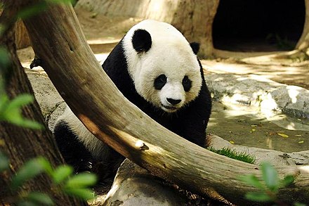 熊猫的详细资料及生活习性