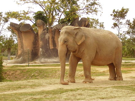 大象的详细资料及生活习性