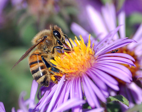 蜜蜂的详细资料及生活习性
