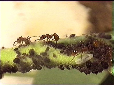 蚂蚁的详细资料及生活习性