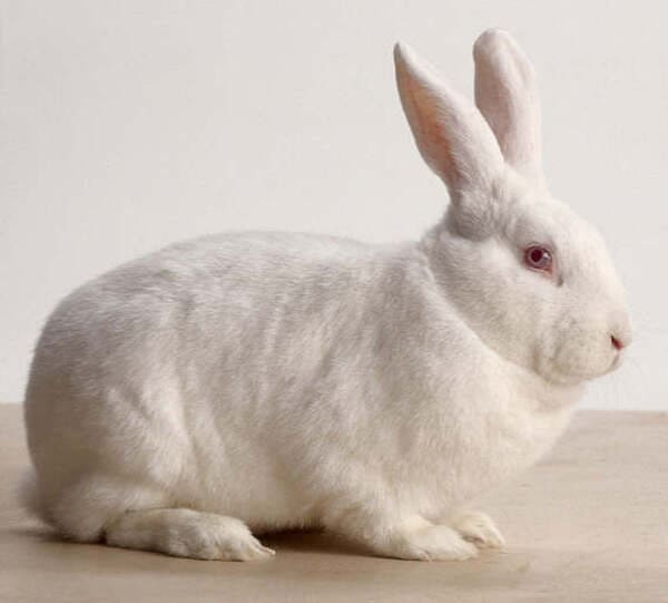 世界十大肉兔品种，哈尔滨大白兔上榜！