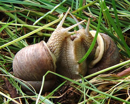 蜗牛的详细资料及生活习性