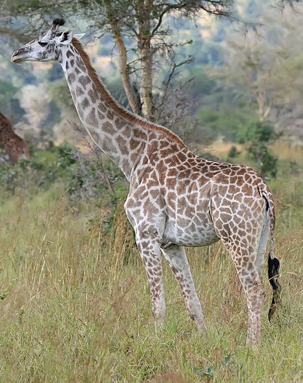 长颈鹿的详细资料及生活习性
