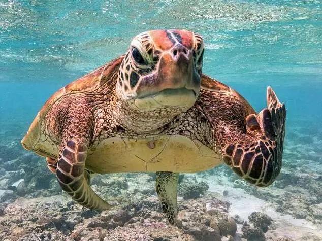 海龟的详细资料及生活习性