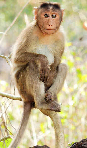 猴子的详细资料及生活习性