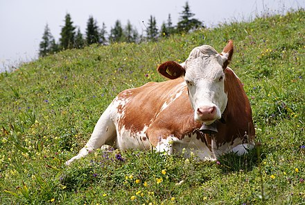 牛的详细资料及生活习性