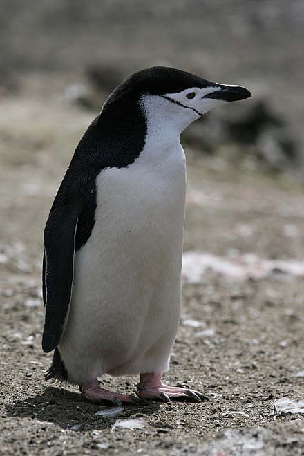 企鹅的详细资料及生活习性(详细介绍)
