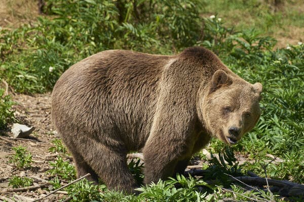 世界十大熊类 最后两种已灭绝