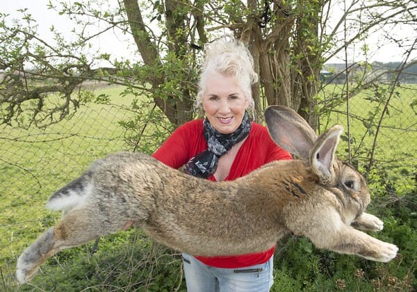 世界十大巨型兔子品种