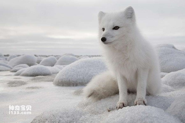 雪狐可以养吗(详细介绍)