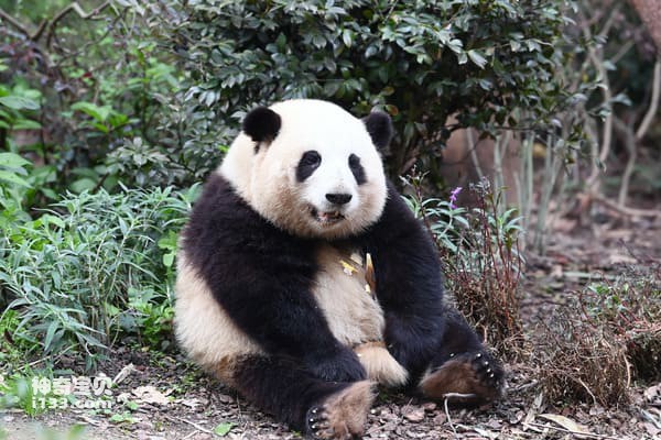 十大网红熊猫，明星熊猫排名前十