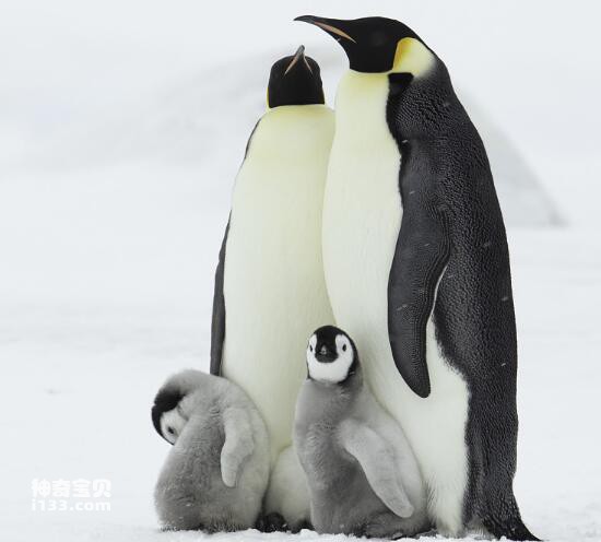 企鹅的特性和生活特点
