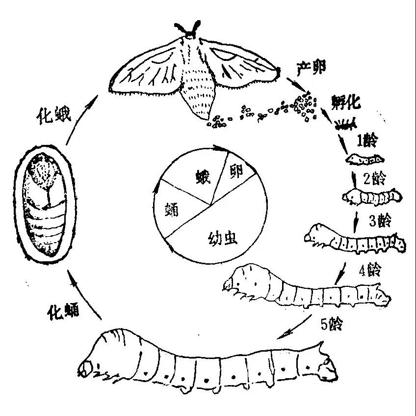 蚕的幼虫在生长过程中身体发生了哪些变化