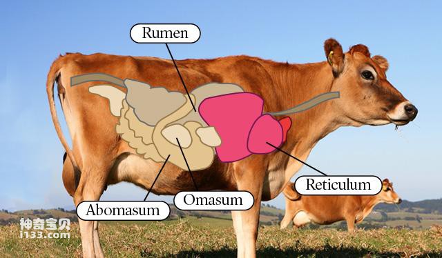 牛真正的胃是什么叫什么
