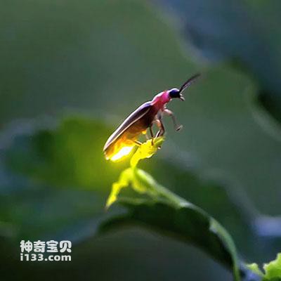 萤火虫的详细资料及生活习性