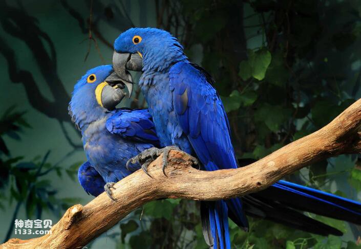 蓝色鹦鹉的品种有哪些