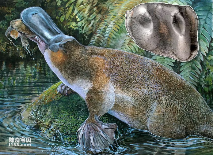 platypus.jpg