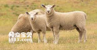 羊是什么科动物(详细介绍)