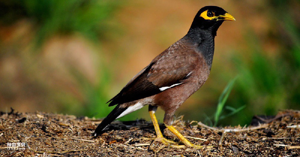 indian-myna.jpg