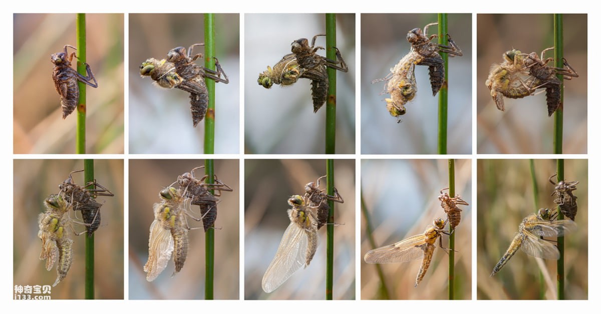 Dragonfly-Life-Cycle.jpg