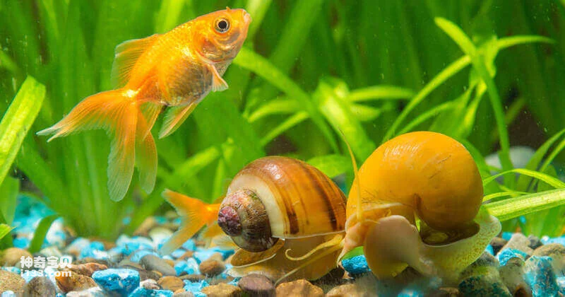 水蜗牛能净化水质吗(详细介绍)