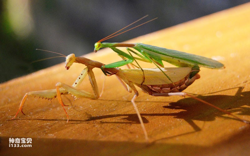 male-vs-female-praying-mantis.jpg