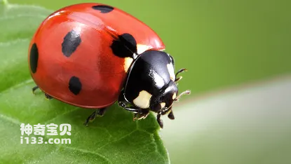 Ladybug.jpg