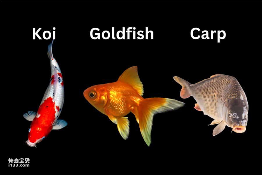 Koi-vs-goldfish-vs-carp-1.jpg