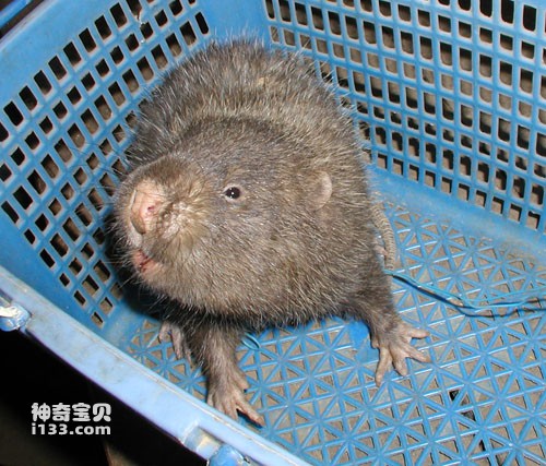 Lesser_bamboo_rat.jpg