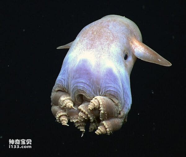 世界十大最毒章鱼排名