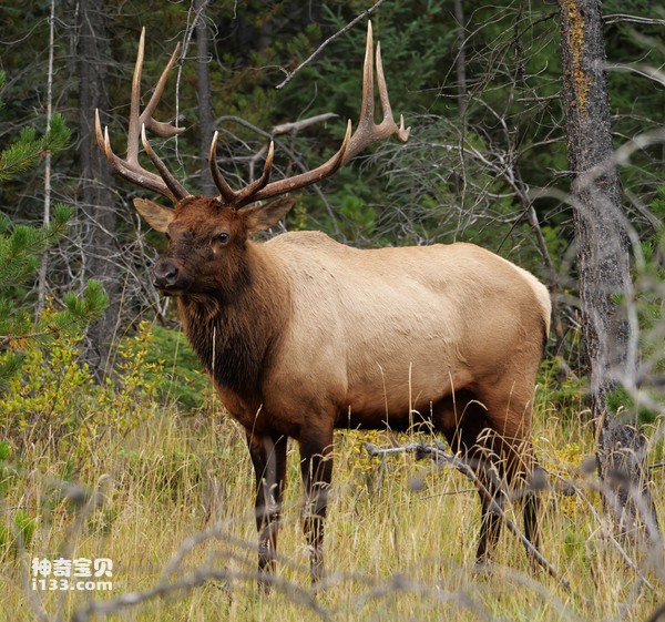 Elk.jpg