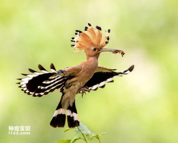 Hoopoe.jpg