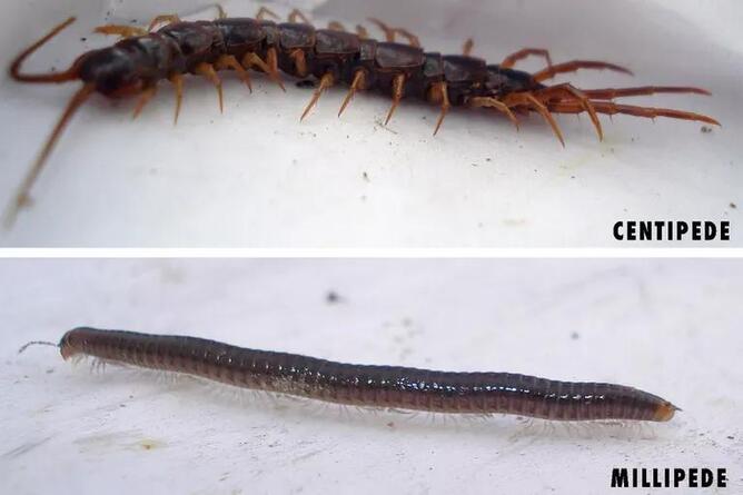 Millipedes-and -centipedes.jpeg