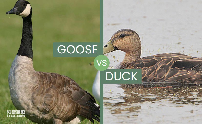 goose-vs-duck.jpg