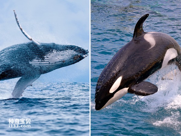 stock-photo-orca-whale.jpg