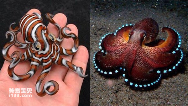 世界上十大最美章鱼